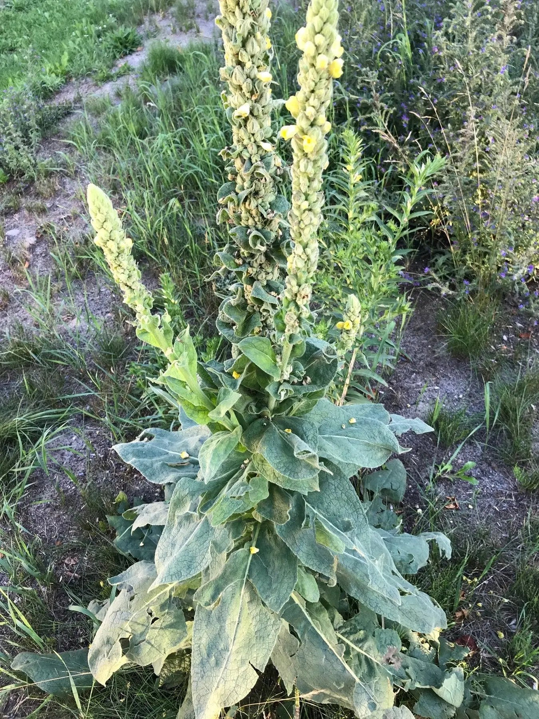 green verbascum flower seeds