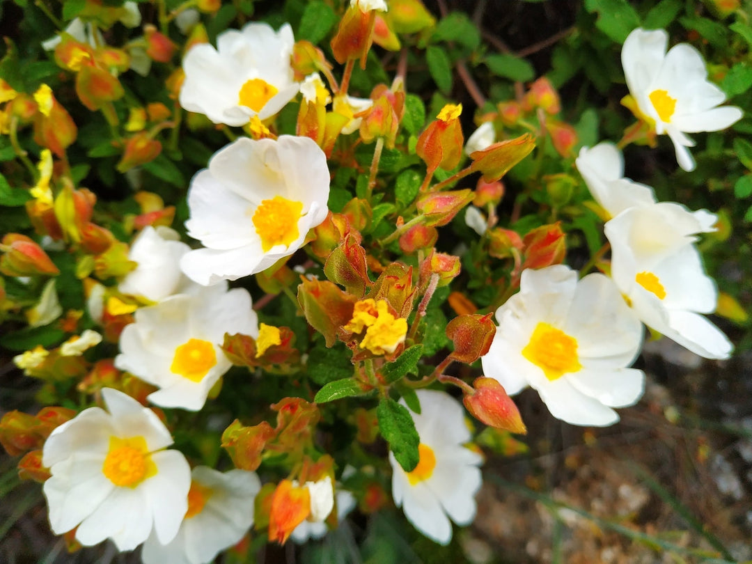 salviifolius flower flower seeds