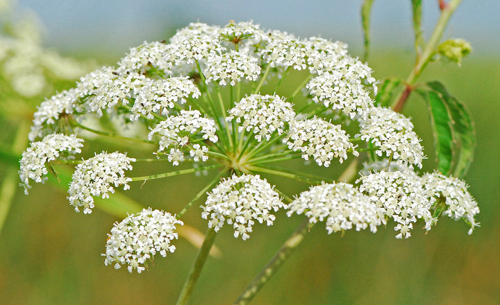 Heirloom Non-GMO Cicuta Maculata Flower Seeds for Planting – Unique Wetland Wildflower Blooms