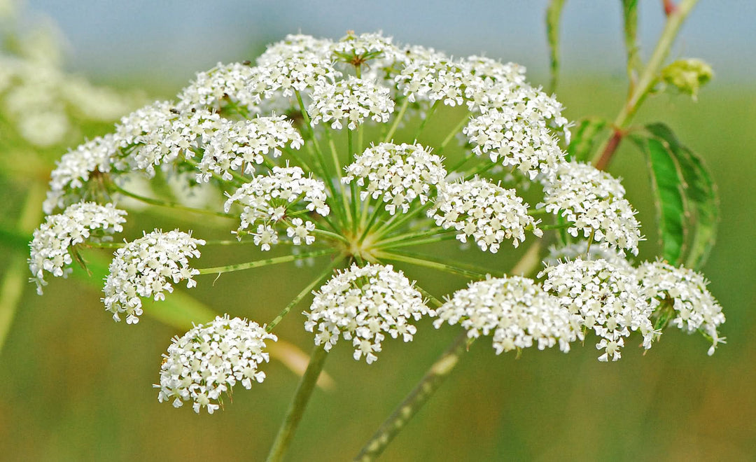 heirloom non flower seeds