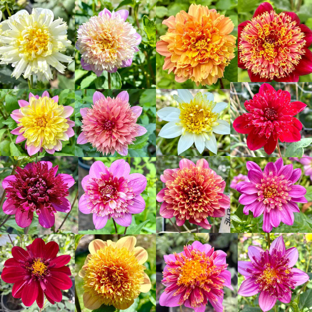 dahlia anemone flower seeds