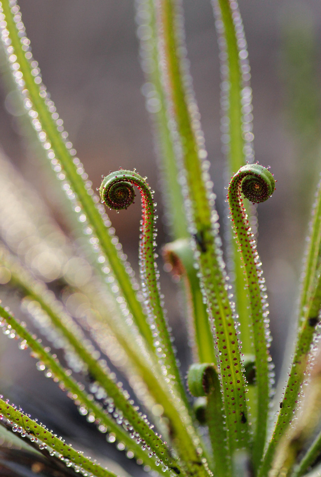 carnivorous plant seed ark Heirloom Non-GMO Drosophyllum Plant Seeds for Planting – Rare Carnivorous Plant for Unique Gardens
