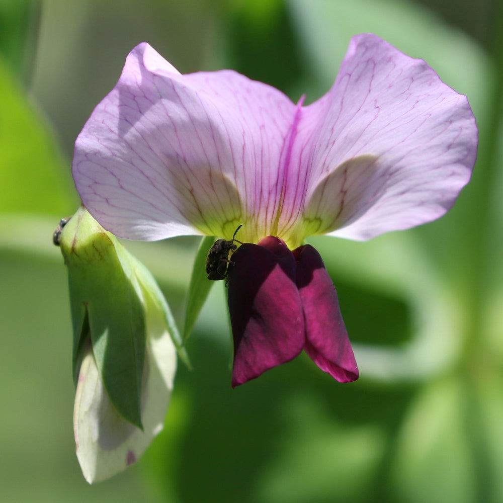 pisum sativum flower seeds