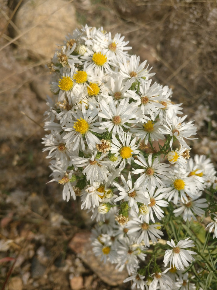 Hvide Prairie Aster blomsterfrø til udplantning, 100 stk