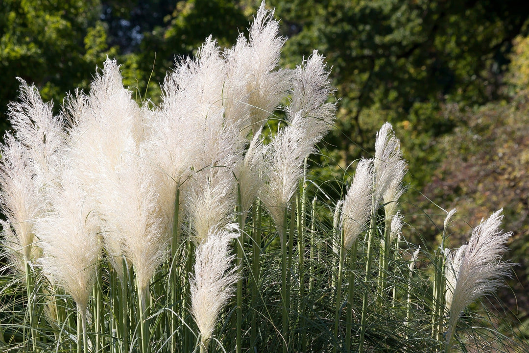 Pampas Plume White Feather Ornamental Grass Seeds,100 Pcs