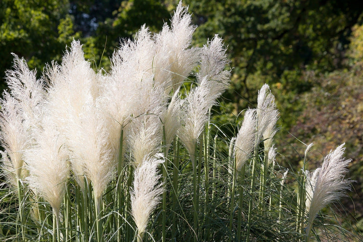 Pampas Plume Hvid Fjer Prydgræsfrø,100 Stk