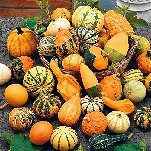 Ornamental Pumpkin Seeds Mix for Planting