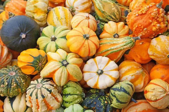 Ornamental Pumpkin Seeds Mix for Planting