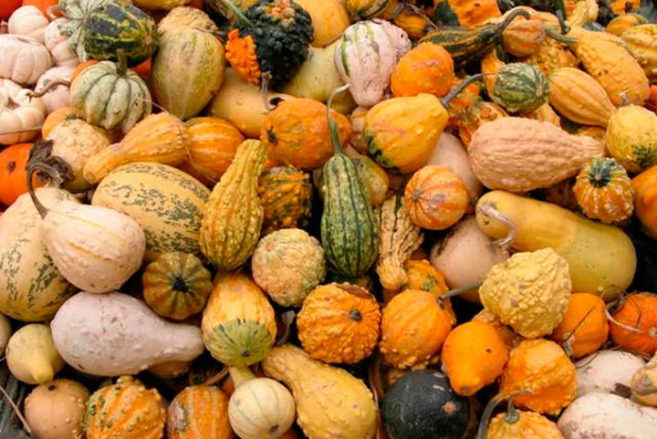 Ornamental Pumpkin Seeds Mix for Planting