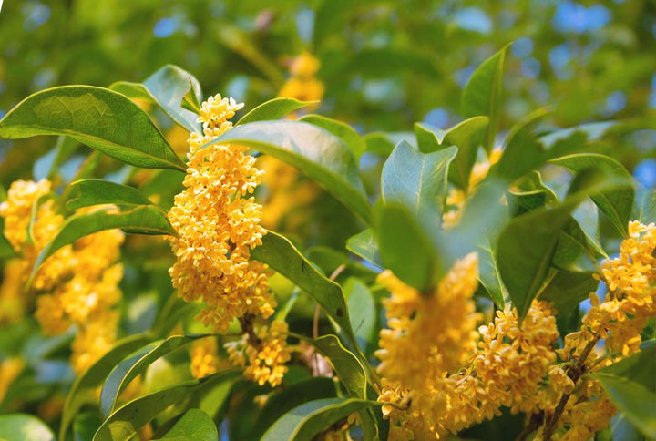 Heirloom Non-GMO Osmanthus Plant Seeds for Planting – Fragrant Evergreen Shrub for Ornamental Gardens