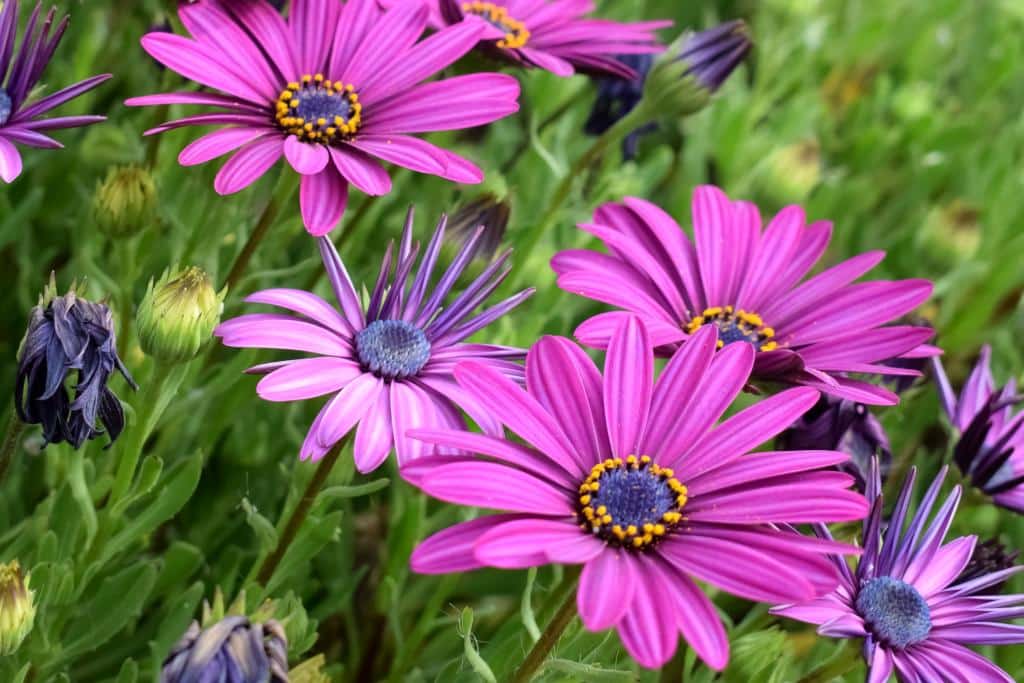 Osteospermum Blomsterfrø til Plantning Pink 100 stk