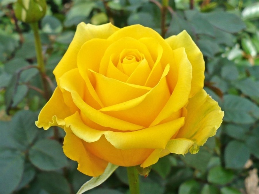 Yellow Rose Flower Seeds for Garden - 100 pcs