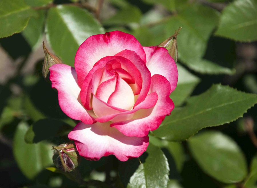 Osiria Rose Blomsterfrø til udplantning - Pink 100 stk