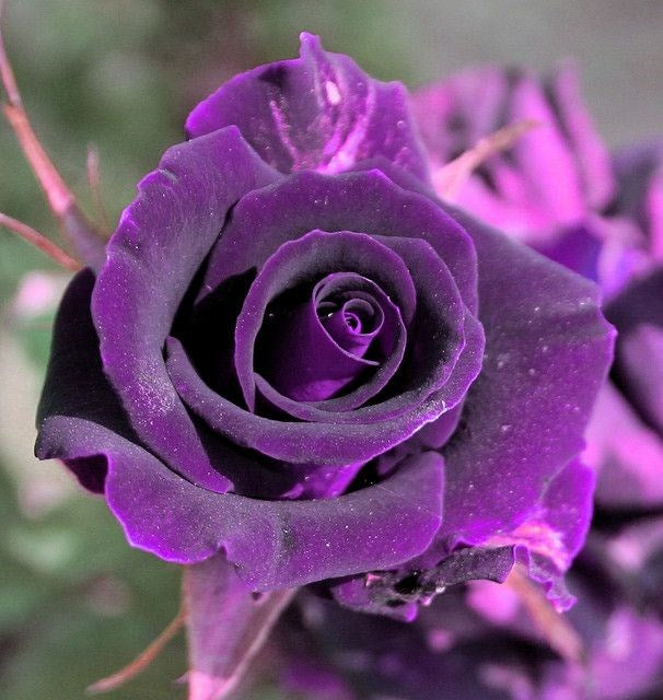 Rose Flower Seeds for Planting Dark Violet 100 pcs