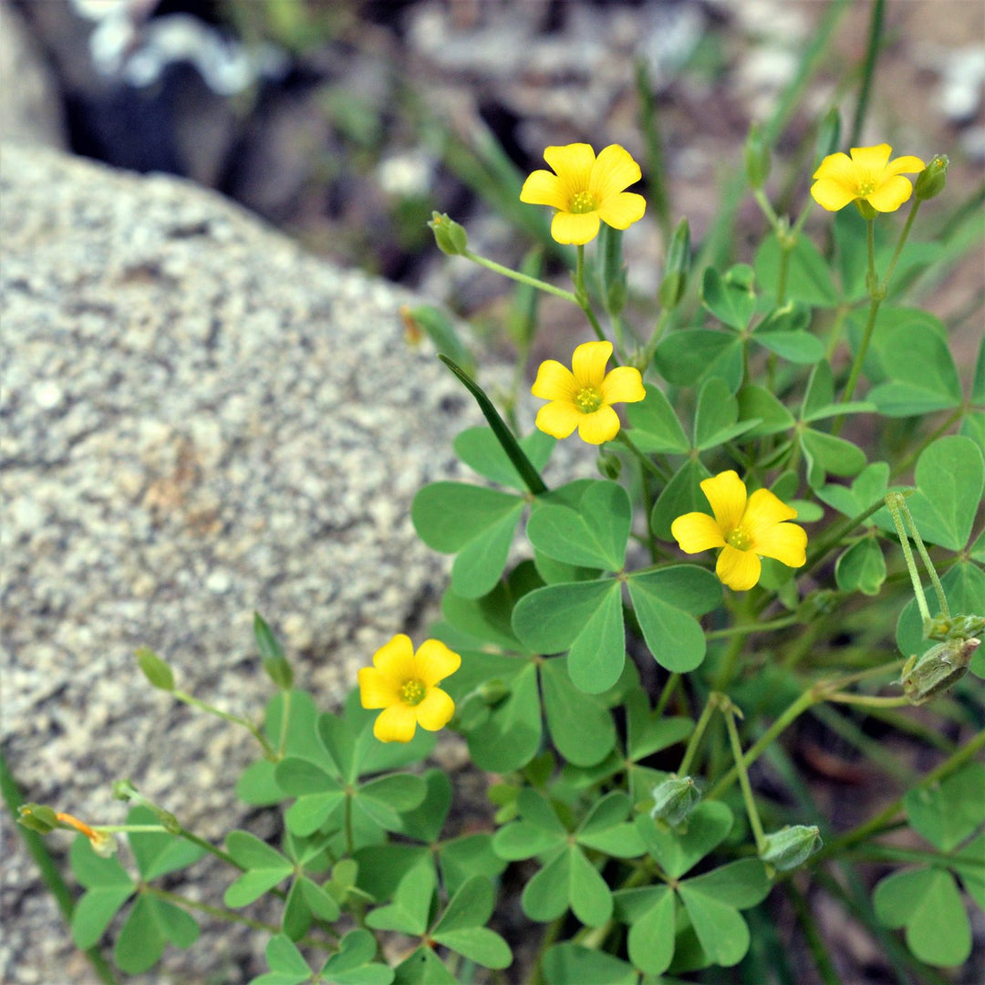 Afrikanske Oxalis Blomsterfrø 10 til udplantning 100 stk