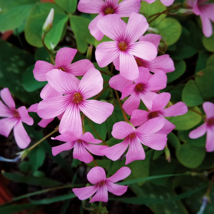 Oxalis Flower Seeds for Planting – Heirloom Non-GMO Colorful Hardy Garden Blooms