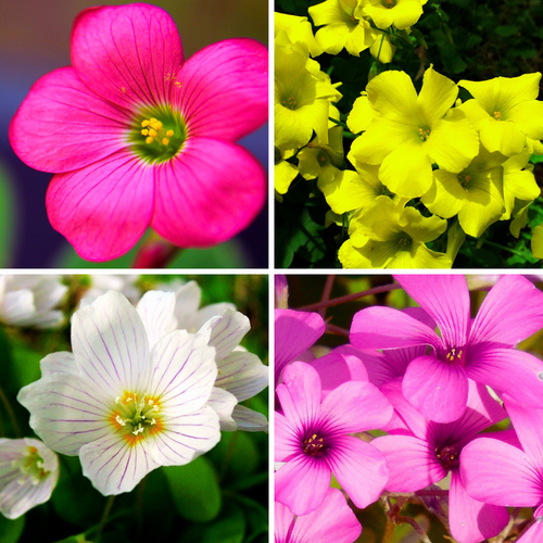 oxalis flower flower seeds