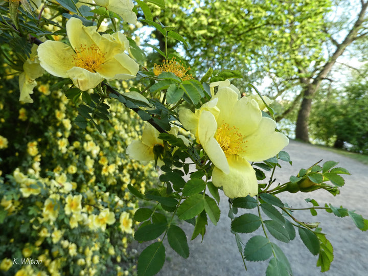 Gule Hugo Rose Blomsterfrø til udplantning, friske og levende, 100 stk