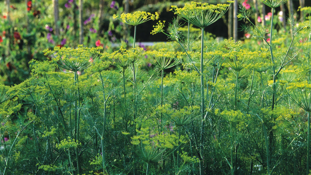 Dill Compact Perfect Indoor And Balcony Crops Home Garden Flower Seeds Home Garden
