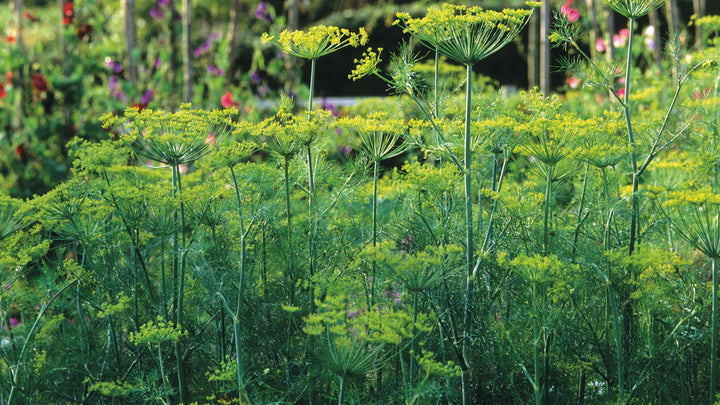 Dill Compact Perfect Indoor And Balcony Crops Home Garden Flower Seeds Home Garden