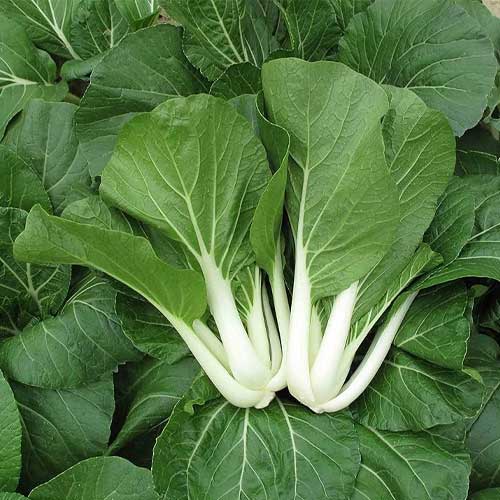 Bok Choy Green Seeds – Fast-Growing, High-Yield Asian Greens for Home Gardens