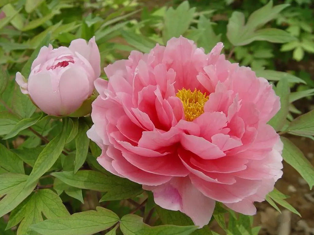 peony patio flower seeds