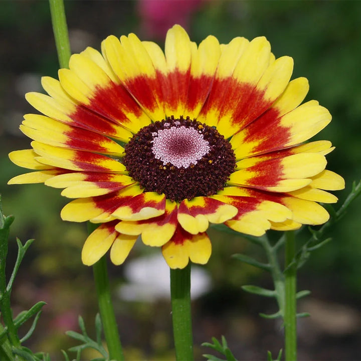 Chrysanthemum Carinatum Heirloom Blomsterfrø Ikke-GMO