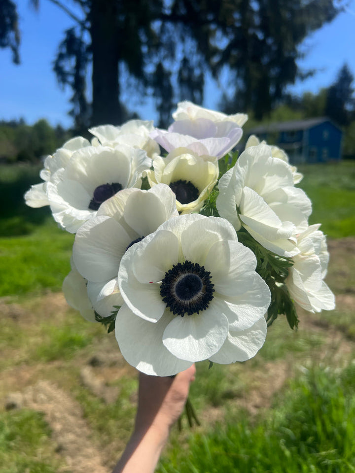 Anemone Flower Heirloom Non-GMO Anemone Flower Seeds for Planting – Colorful Blooms for Spring Garden Displaysfor Planting, Heirloom, Non-GMO, 100 pcs