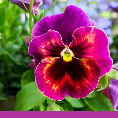 Pink White Pansy Flower Seeds for Planting - 100 pcs