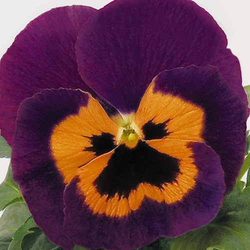 Orange Violet Pansy Flower Seeds for Planting - 100 pcs