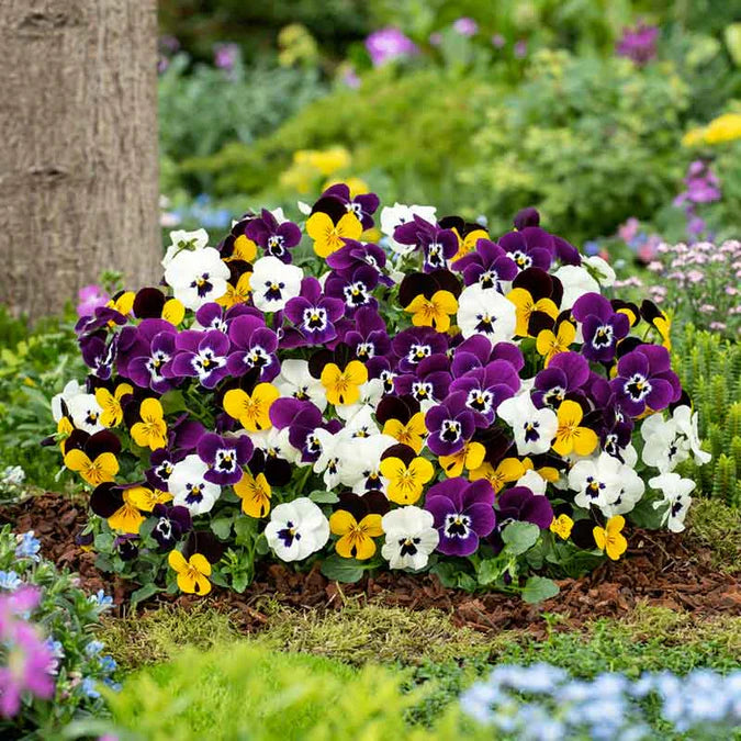 Mixed Colour Pansy Flower Seeds for Planting, 100 pcs