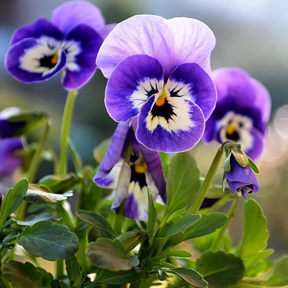 Mix Pansy Flower Seeds for Planting - 100 pcs