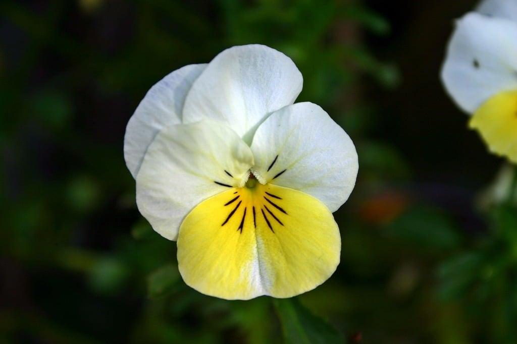 Yellow White Pansy Flower Seeds for Planting - 100 pcs