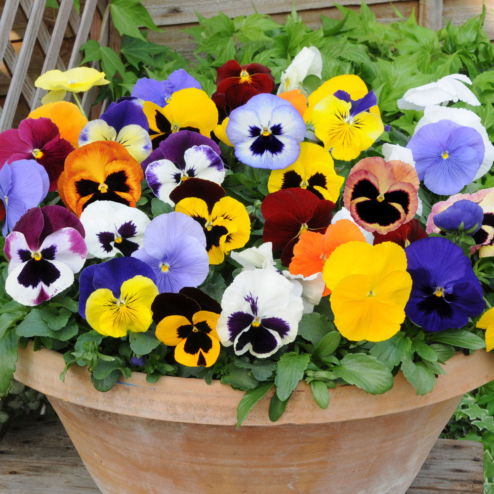 Pansy Viola Tricolor Mini Flower For Planting Perfect For Edging Container Gardens Flower Seeds