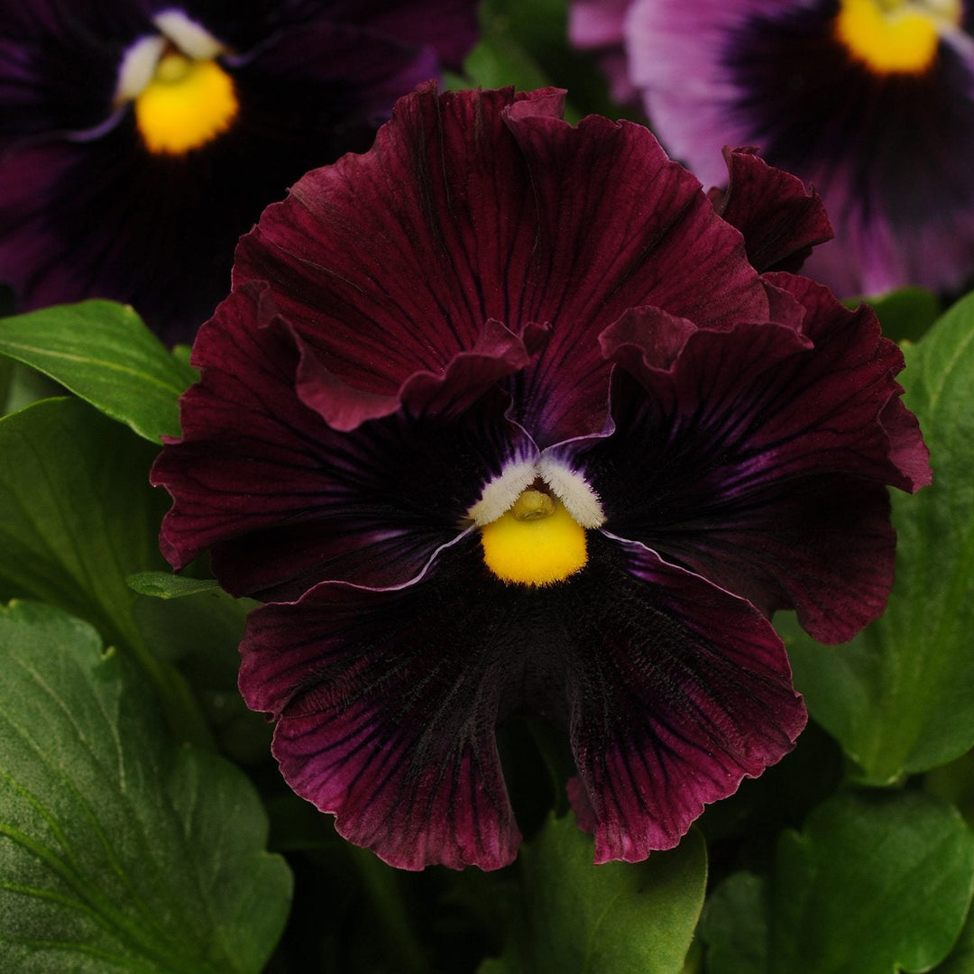 organic burgundy flower seeds