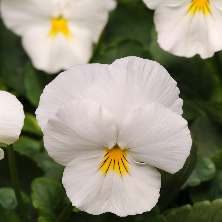 Heirloom White Pansy Flower Seeds for Planting, Non-GMO, Organic, Fresh and Vibrant Blooms