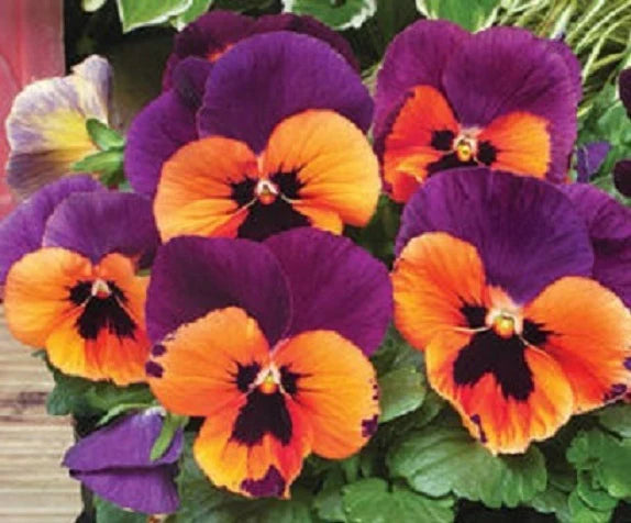 Orange Violet Pansy Flower Seeds for Planting - 100 pcs