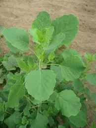 Papalo Plant Seed Pack