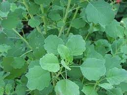 Papalo Plant Seed Pack