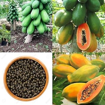 Papaya Fruit Seeds for Planting