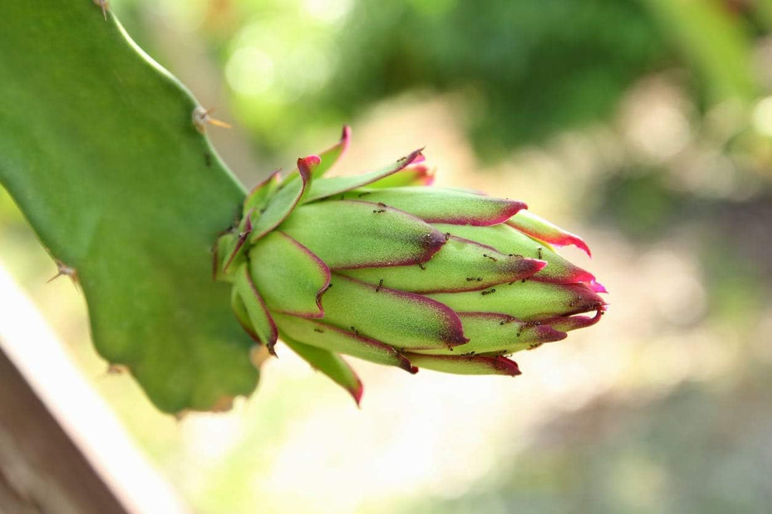Parrot Green Pitaya Fruit Seeds