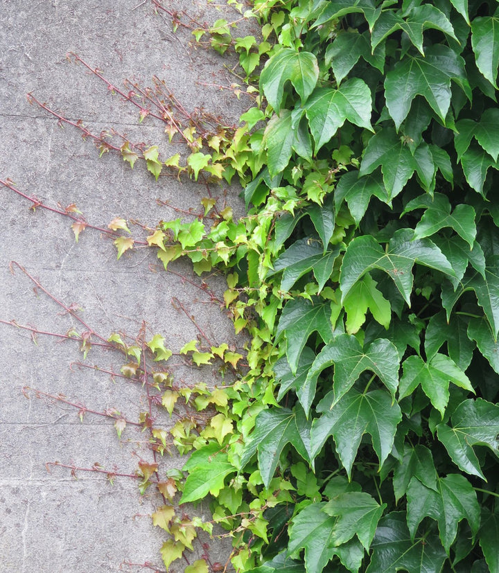Parthenocissus Tricuspidata Flower Seeds – Heirloom, Non-GMO, Climbing Vine Blooms for Garden Planting