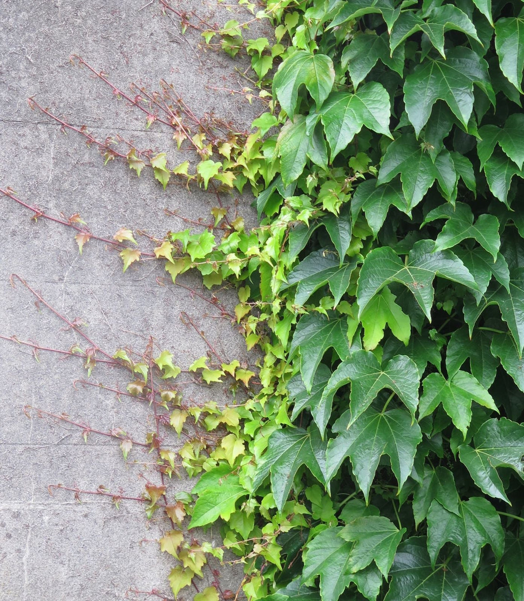 parthenocissus tricuspidata flower seeds