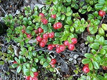 Partridge Berry Plant Seeds for Planting