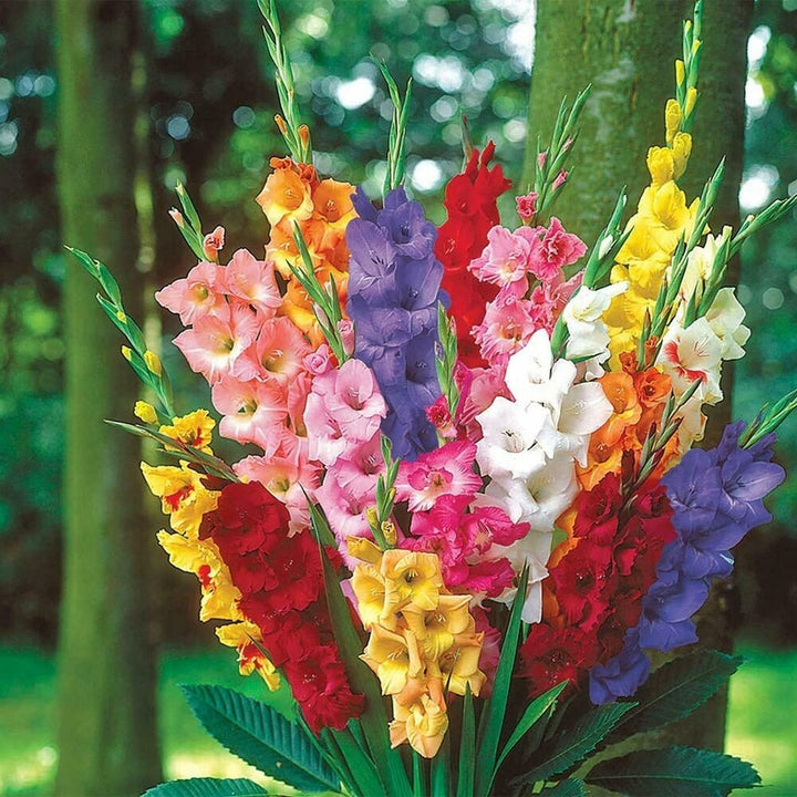 Multi Gladiolus Flower Seeds – 100 pcs Heirloom Non-GMO Seeds for Garden Planting