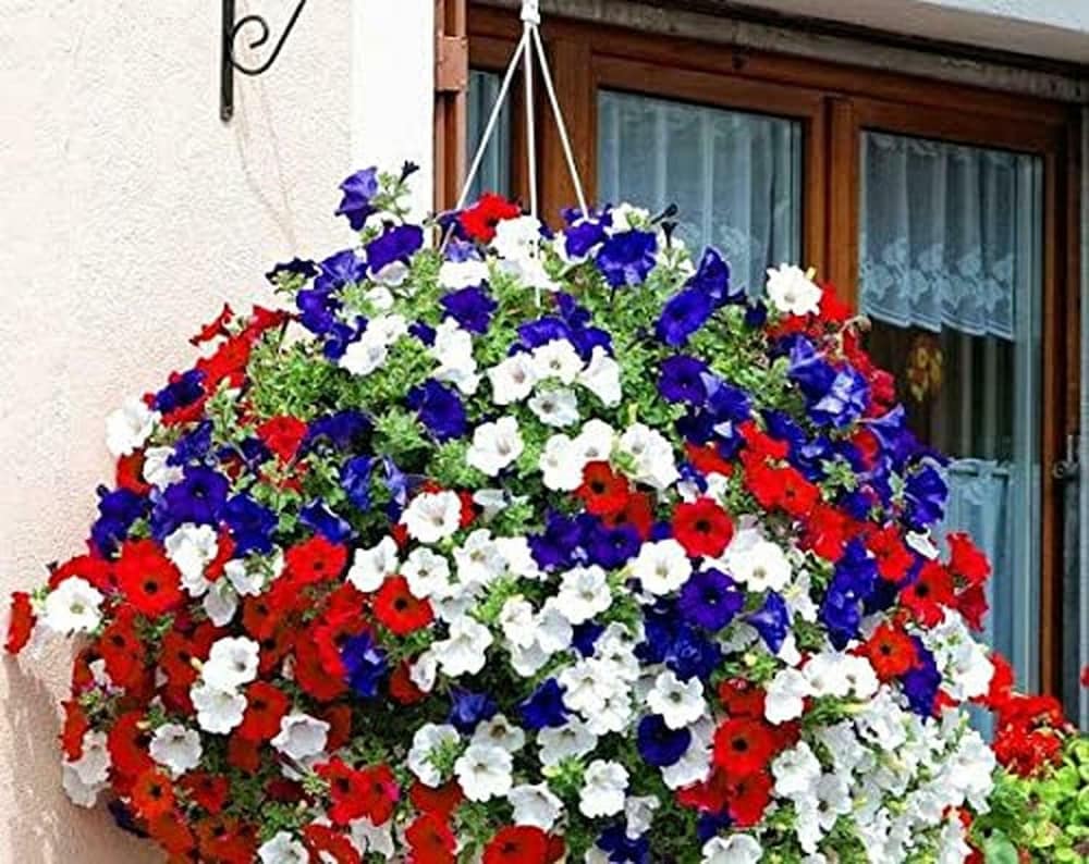 Petunia Flower Seeds for Planting Mixed Color 100 pcs