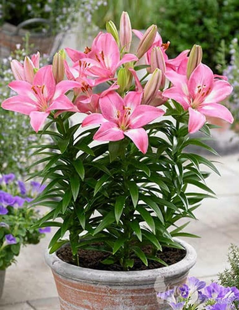 Lilium Blomsterfrø til Plantning Lyserød 100 stk