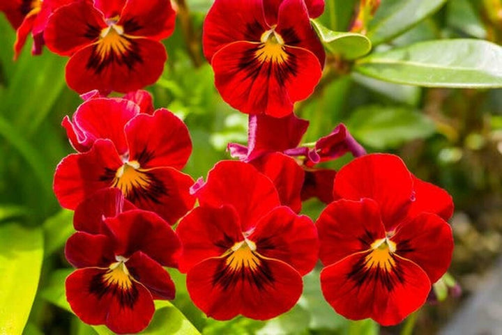 Fresh Pansy Flower Seeds for Planting, Red 100 pcs