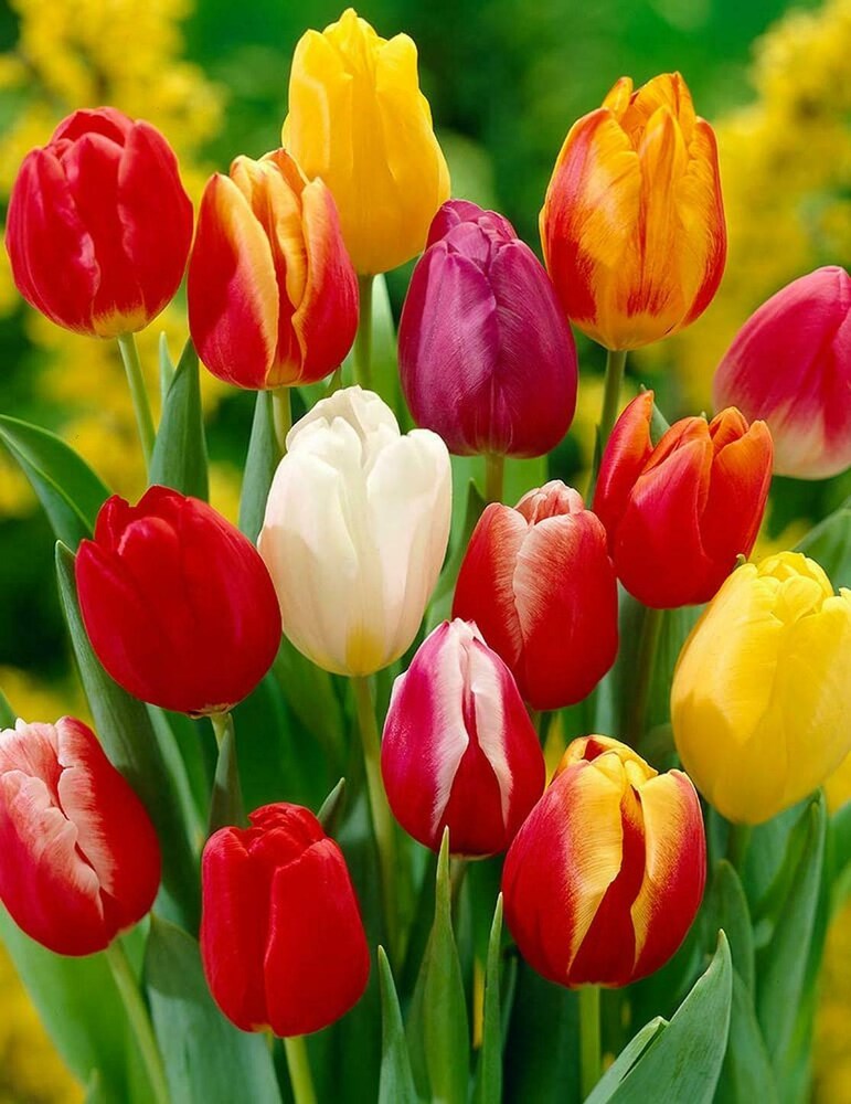 tulip tulipa flower seeds