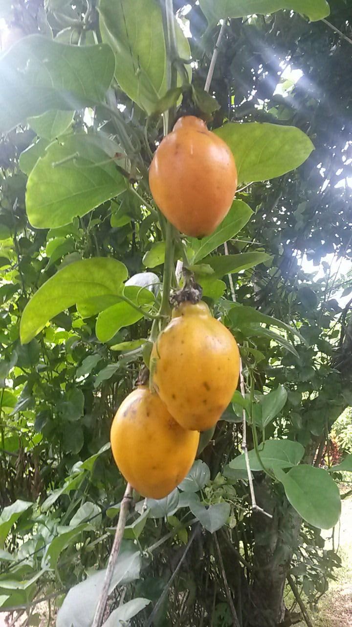 Passiflora Alata Fruit Seeds for Planting
